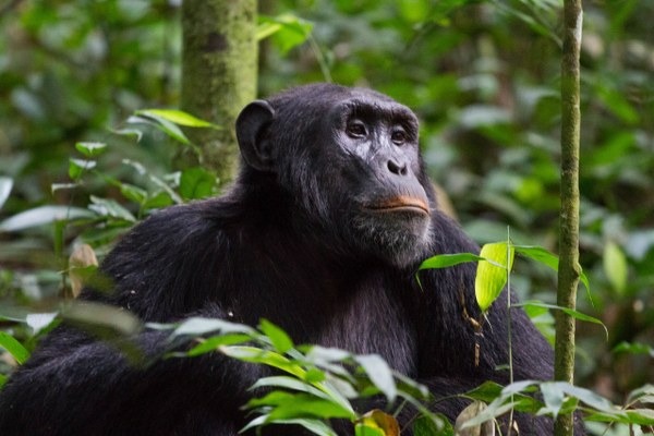 4 Days Kahuzi Biega Gorillas and Nyungwe Chimpanzee Tour