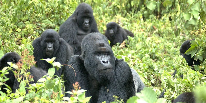 Frequently Asked Questions on Gorilla Trekking Safaris