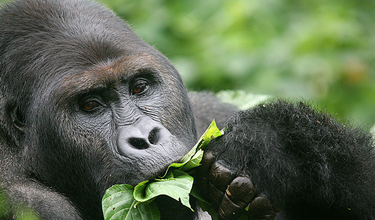 Kahuzi Biega National Park Gorillas